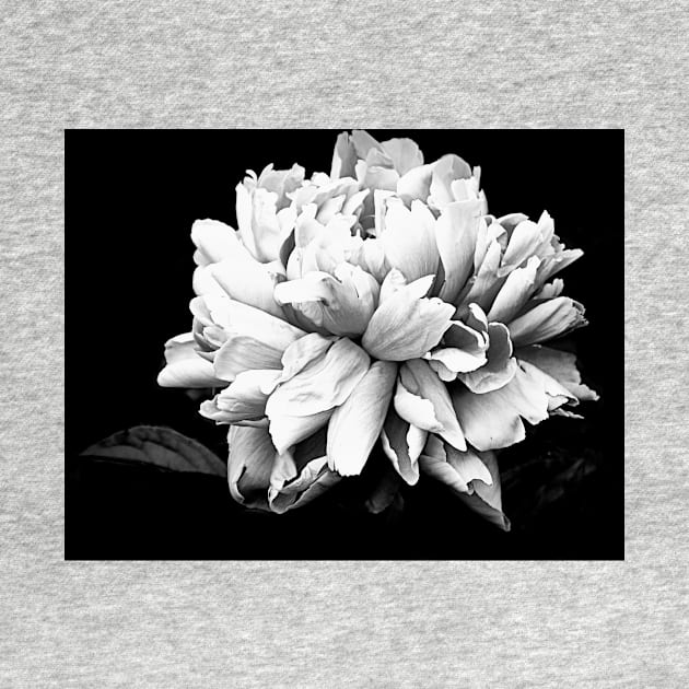 Monochrome Photography Peony Bloom by kansaikate